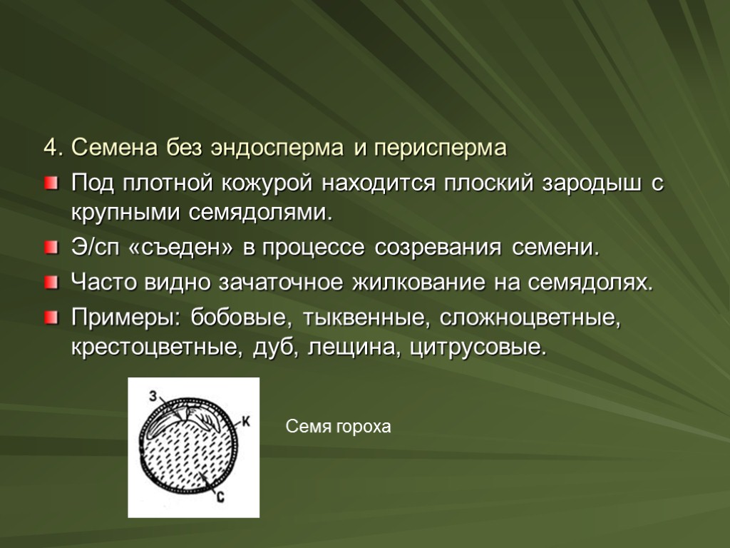 4. Семена без эндосперма и перисперма Под плотной кожурой находится плоский зародыш с крупными